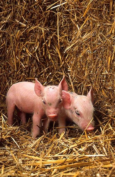 390px-Piglets_USDA