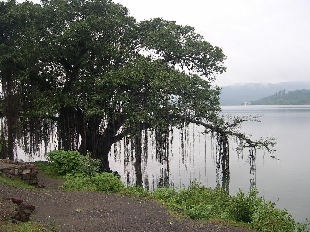 Banyan_tree_on_the_banks_of_Khadakwasla_Dam