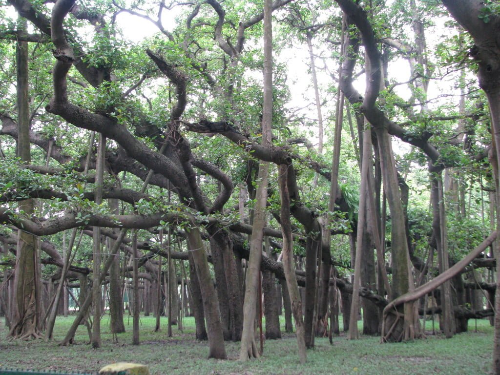 Great_banyan_tree_kol