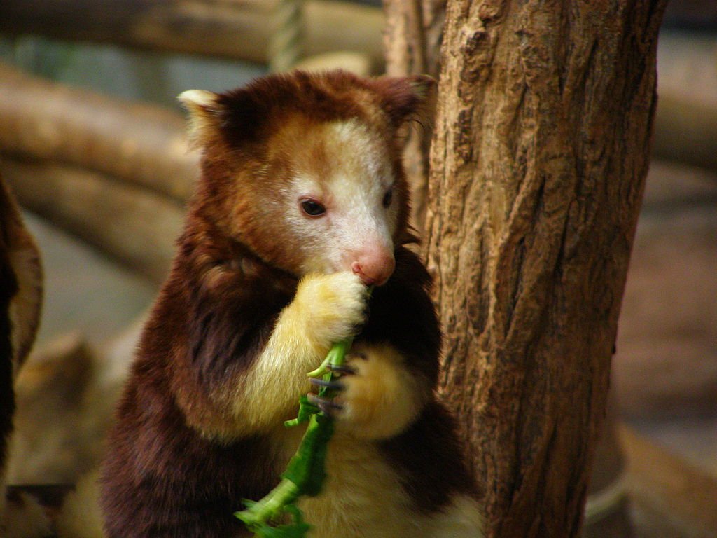 tree kangaroo photo